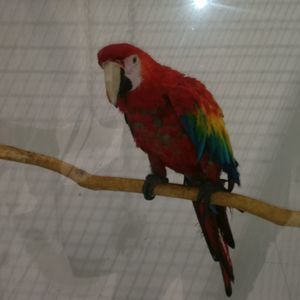 Meet your Posher, Pedro